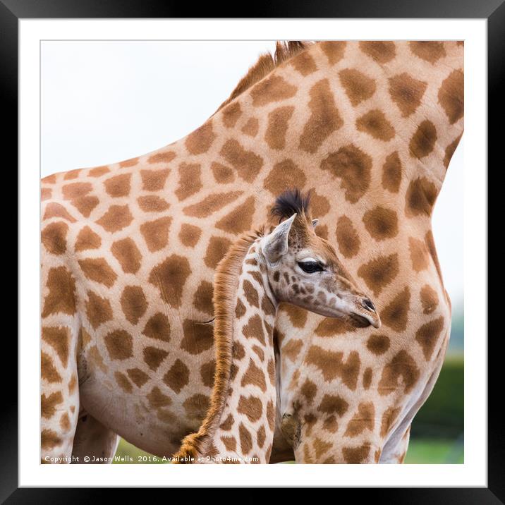 Baby giraffe standing by its mother Framed Mounted Print by Jason Wells