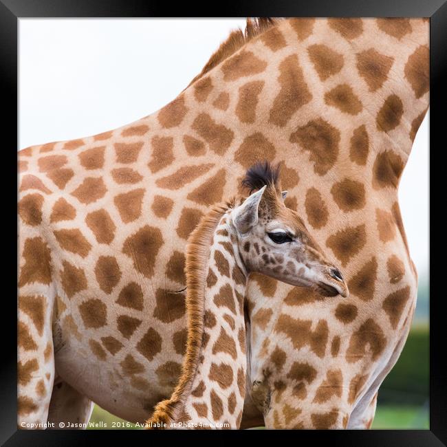 Baby giraffe standing by its mother Framed Print by Jason Wells