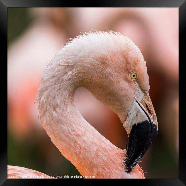 Square crop of a Chilean Flamingo Framed Print by Jason Wells
