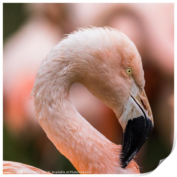 Square crop of a Chilean Flamingo Print by Jason Wells