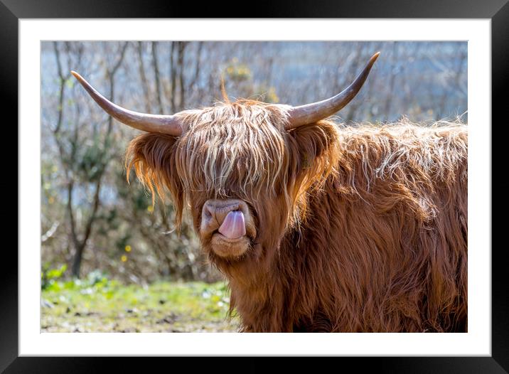 Highland Cow Framed Mounted Print by Tony Bishop