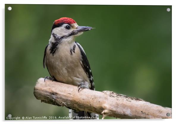 great spotted woodpecker  Acrylic by Alan Tunnicliffe