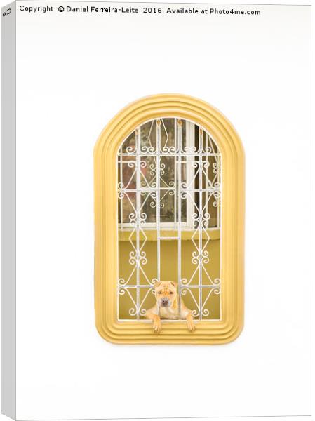 Dog Watching Through Windows House with Funny Expr Canvas Print by Daniel Ferreira-Leite