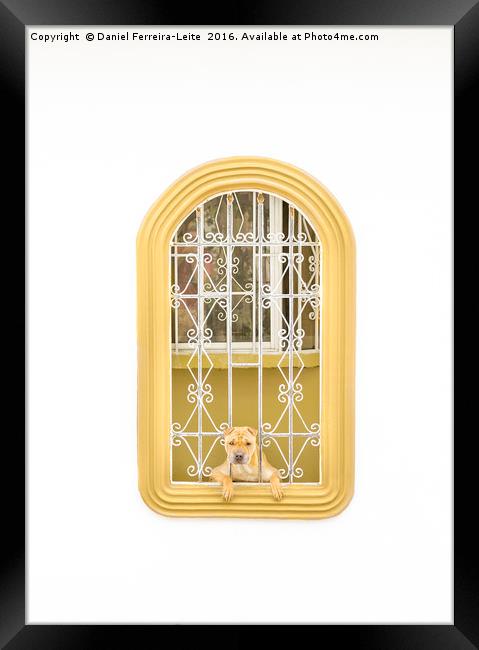 Dog Watching Through Windows House with Funny Expr Framed Print by Daniel Ferreira-Leite