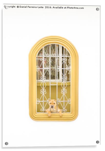 Dog Watching Through Windows House with Funny Expr Acrylic by Daniel Ferreira-Leite