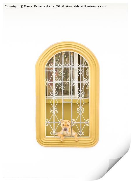 Dog Watching Through Windows House with Funny Expr Print by Daniel Ferreira-Leite