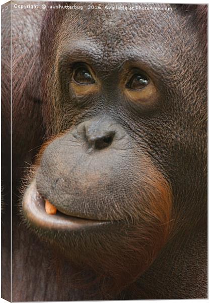 Orangutan Face Canvas Print by rawshutterbug 