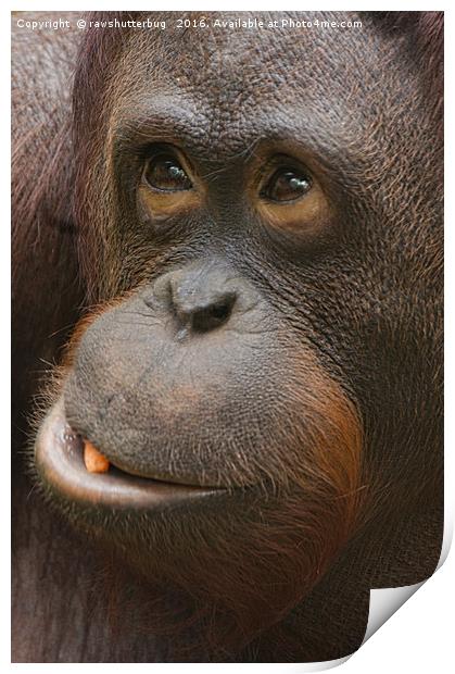 Orangutan Face Print by rawshutterbug 