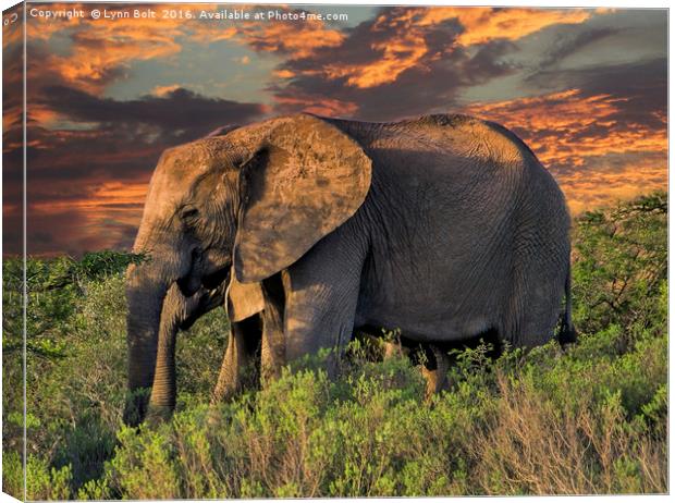 Elephants at Sunset Canvas Print by Lynn Bolt