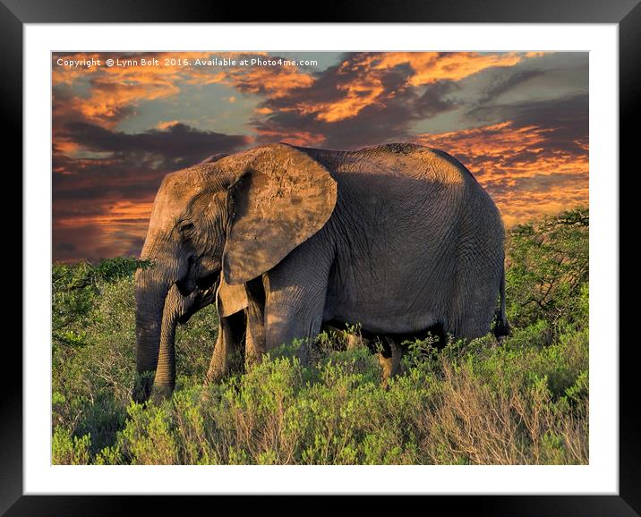 Elephants at Sunset Framed Mounted Print by Lynn Bolt