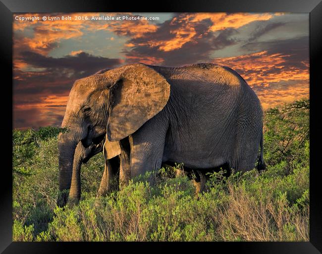 Elephants at Sunset Framed Print by Lynn Bolt