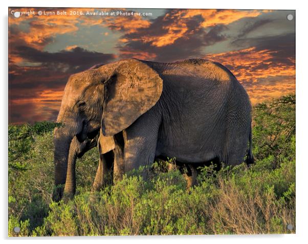 Elephants at Sunset Acrylic by Lynn Bolt