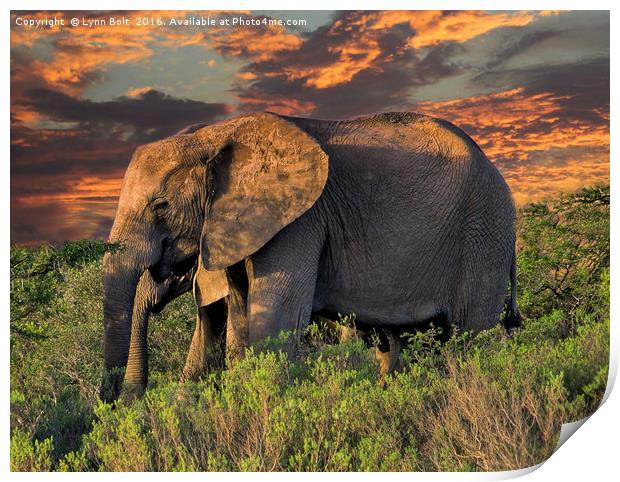 Elephants at Sunset Print by Lynn Bolt