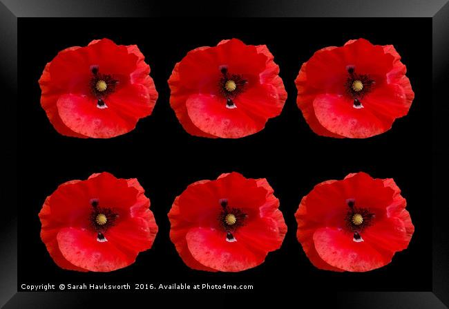 Six Red Poppies on Black Background Framed Print by Sarah Hawksworth