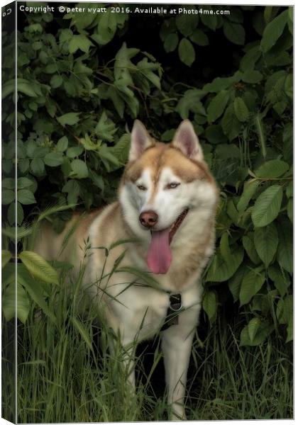 Husky in the shade Canvas Print by peter wyatt