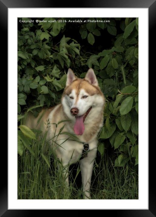 Husky in the shade Framed Mounted Print by peter wyatt