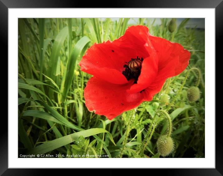 Poppy in a field.                                Framed Mounted Print by CJ Allen