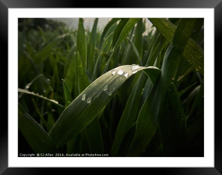 Raindrops on a leaf. Framed Mounted Print by CJ Allen