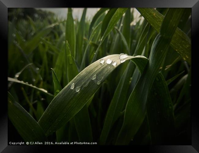 Raindrops on a leaf. Framed Print by CJ Allen