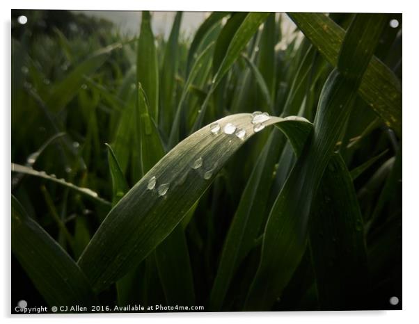 Raindrops on a leaf. Acrylic by CJ Allen
