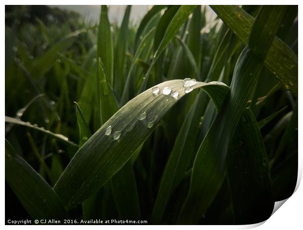 Raindrops on a leaf. Print by CJ Allen