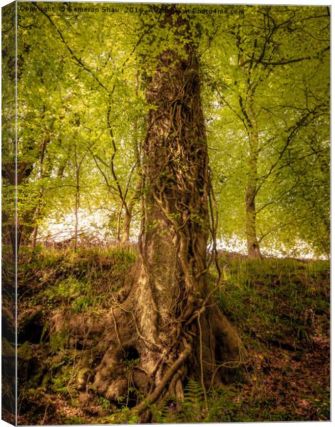 Tree Wrapped in Ivy Canvas Print by Cameron Shaw