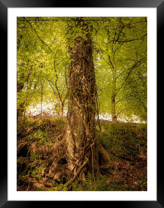 Tree Wrapped in Ivy Framed Mounted Print by Cameron Shaw