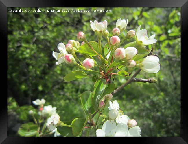Wild pear's blossoms7, Framed Print by Ali asghar Mazinanian