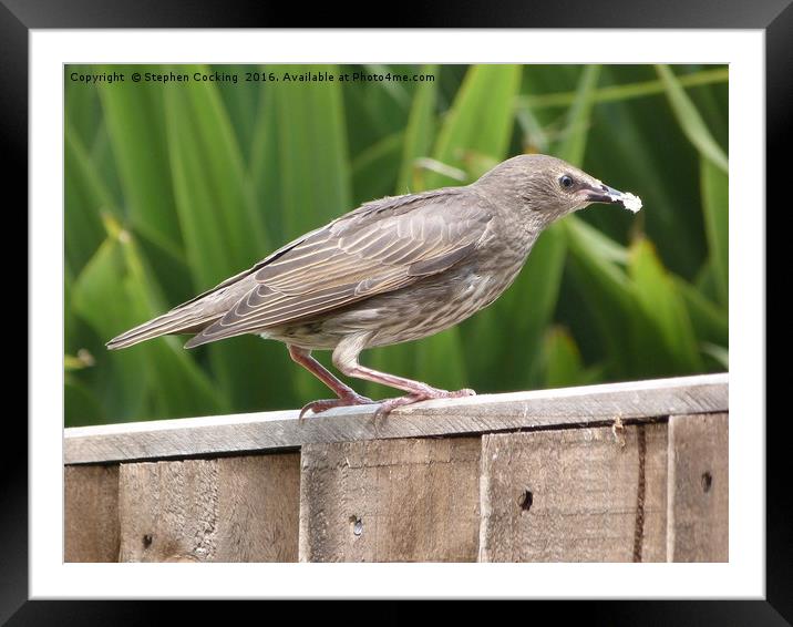 Baby Starling Feeding Framed Mounted Print by Stephen Cocking