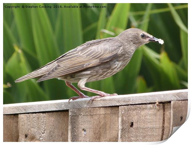 Baby Starling Feeding Print by Stephen Cocking