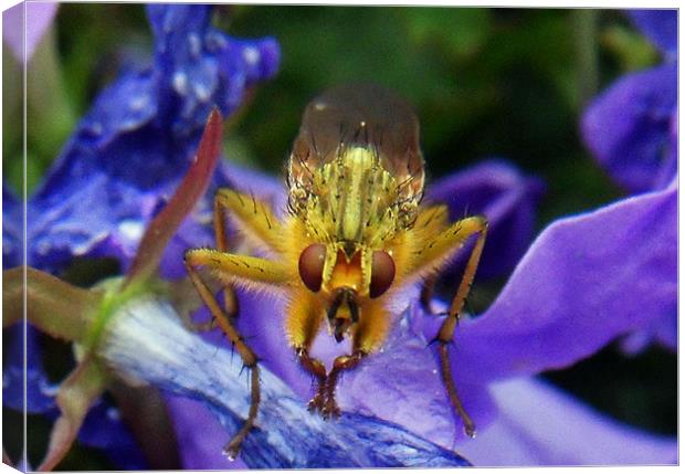 The Dung Fly (Cleg) Canvas Print by ANGELA MCCLINTON