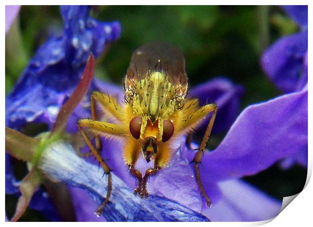 The Dung Fly (Cleg) Print by ANGELA MCCLINTON