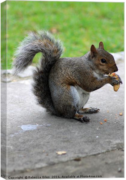 Eating my nut Canvas Print by Rebecca Giles