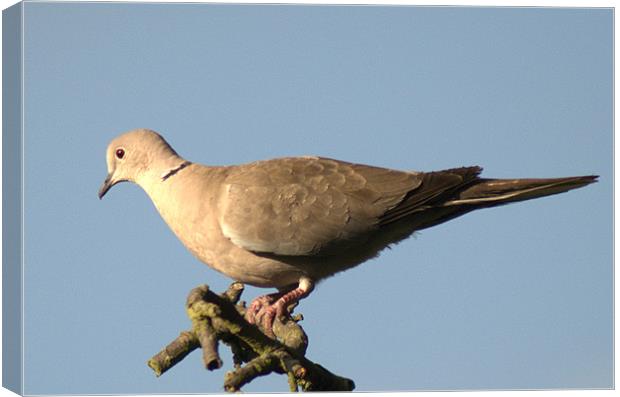 Collared dove Canvas Print by Chris Day