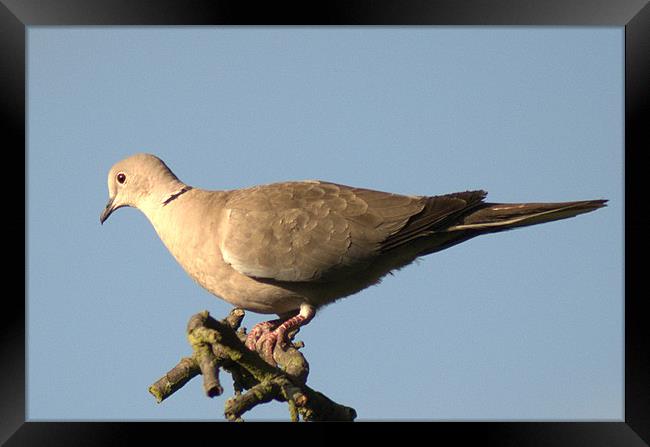 Collared dove Framed Print by Chris Day