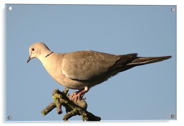 Collared dove Acrylic by Chris Day