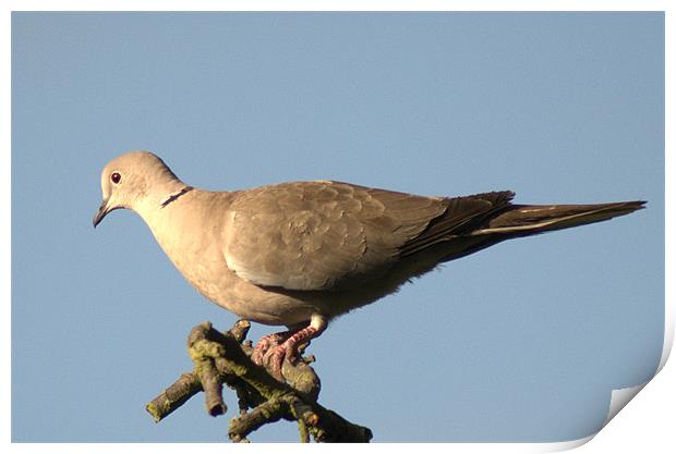 Collared dove Print by Chris Day