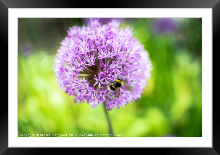 Busy busy bee Framed Mounted Print by Steven Blanchard