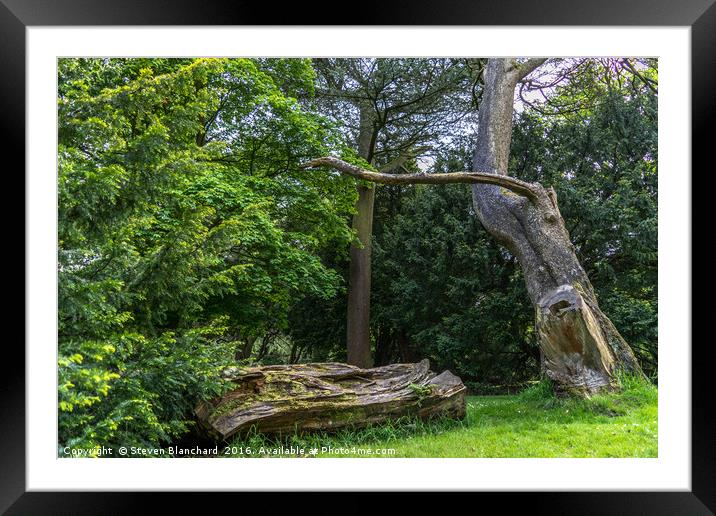 Fallen tree Framed Mounted Print by Steven Blanchard