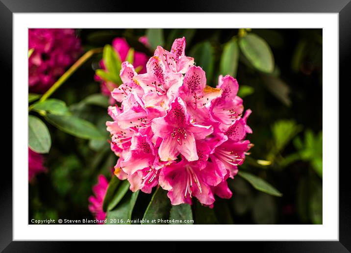 Pinky Framed Mounted Print by Steven Blanchard