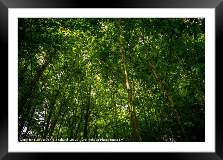 Forest for the trees  Framed Mounted Print by Steven Blanchard