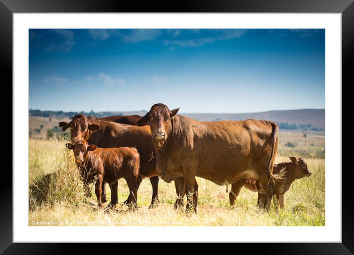 Family of Cows Framed Mounted Print by Karl Daniels