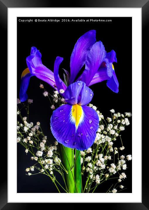 Iris flower Framed Mounted Print by Beata Aldridge