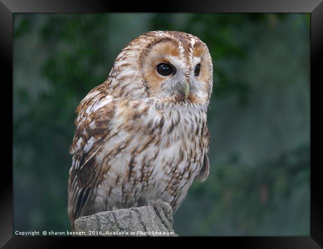 Tawny Owl Framed Print by sharon bennett