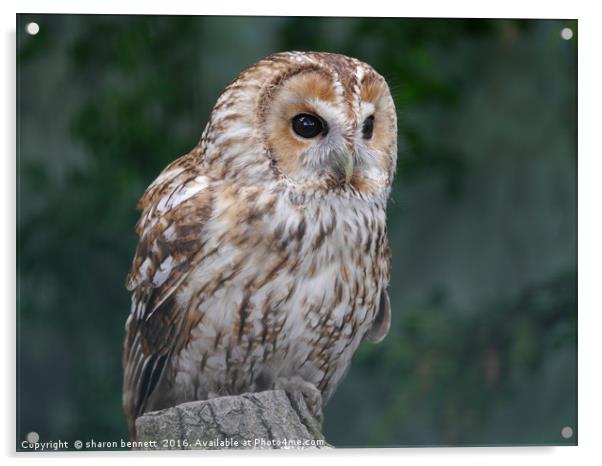 Tawny Owl Acrylic by sharon bennett