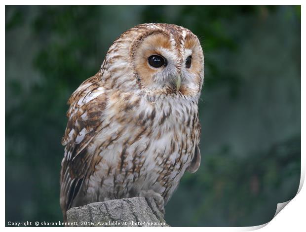 Tawny Owl Print by sharon bennett