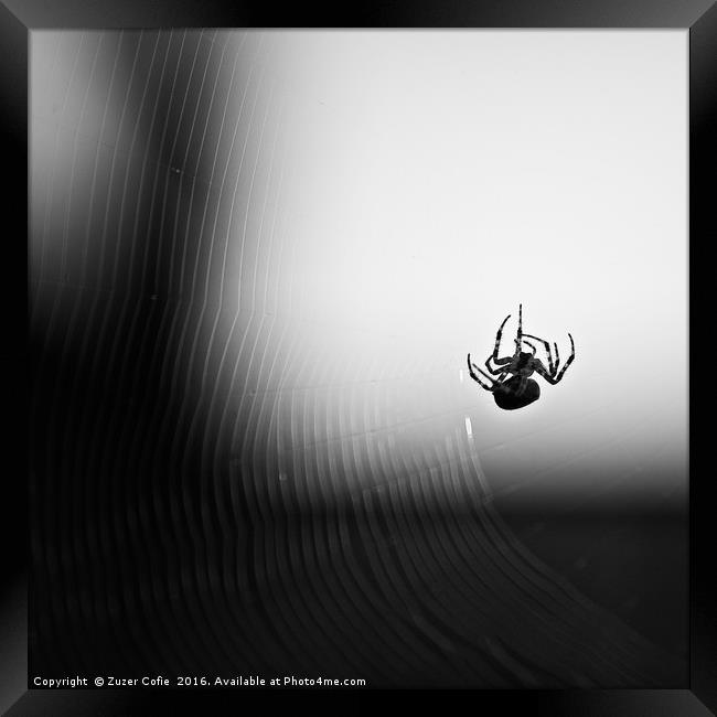 Spider And Web Framed Print by Zuzer Cofie