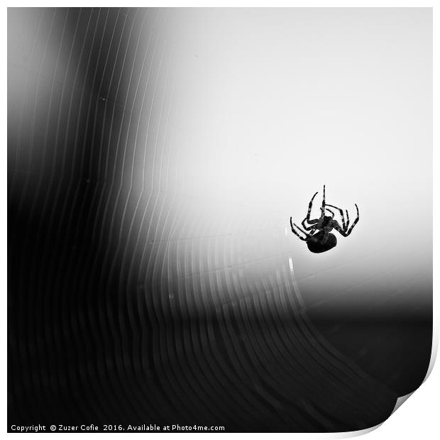 Spider And Web Print by Zuzer Cofie