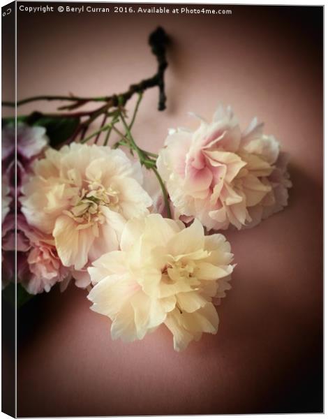 Blushing Bride Blossom Canvas Print by Beryl Curran