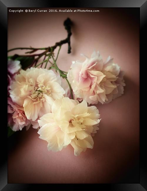 Blushing Bride Blossom Framed Print by Beryl Curran